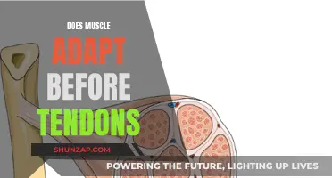 Muscle or Tendon: Which Adapts First?