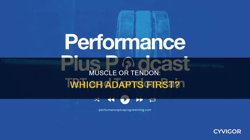 does muscle adapt before tendons