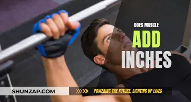 How Muscles Impact Your Frame and Measurements