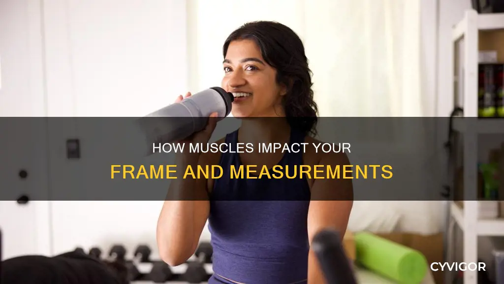 does muscle add inches