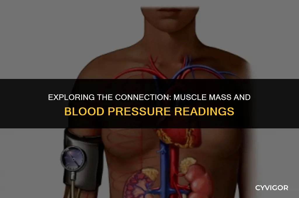 does muscle affect blood pressure reading