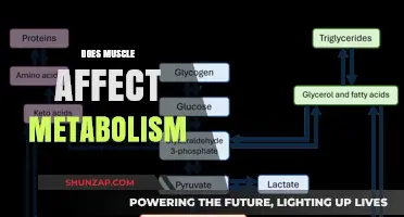 Unraveling the Connection: How Muscle Influences Your Metabolism