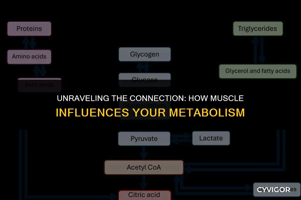 does muscle affect metabolism