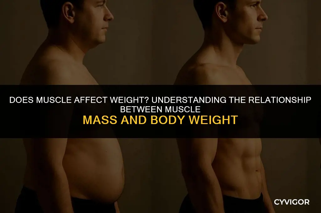 does muscle affect weight