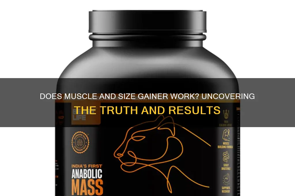 does muscle and size gainer work