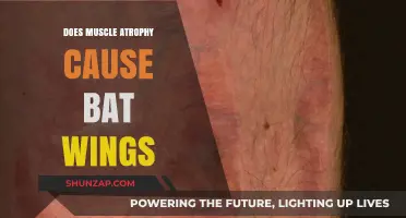 How Muscle Atrophy Triggers Bat Wings