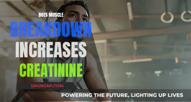 Muscle Breakdown and Creatinine: What's the Connection?