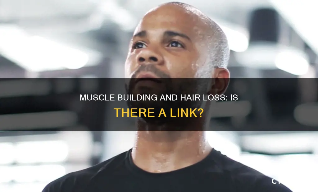 does muscle building cause hair loss