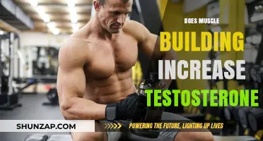 Does Muscle Building Increase Testosterone? The Science Explained