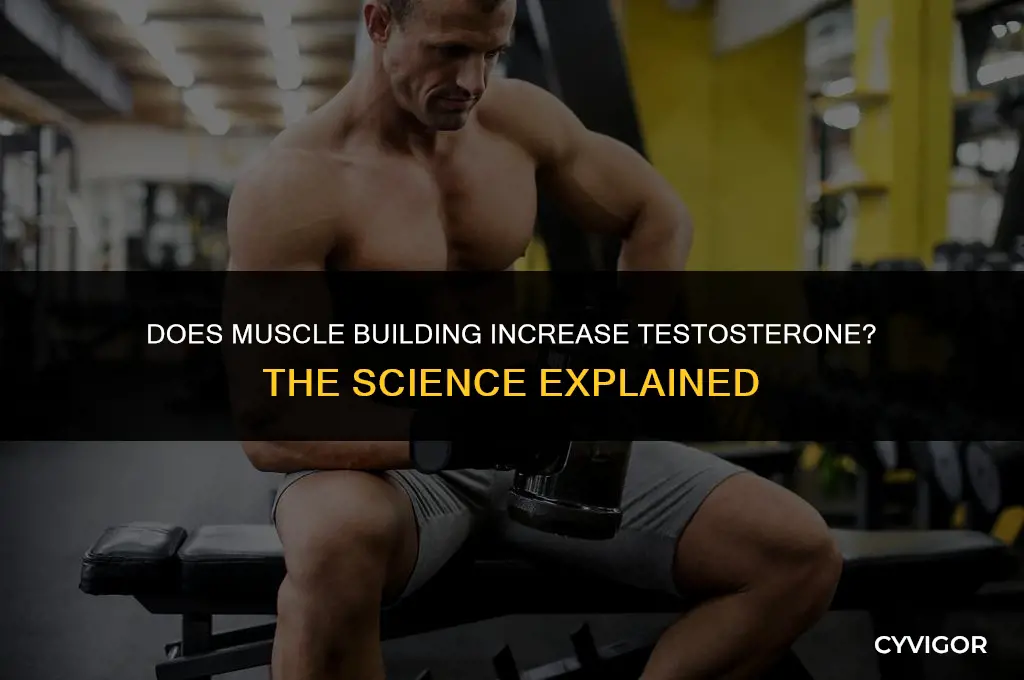 does muscle building increase testosterone