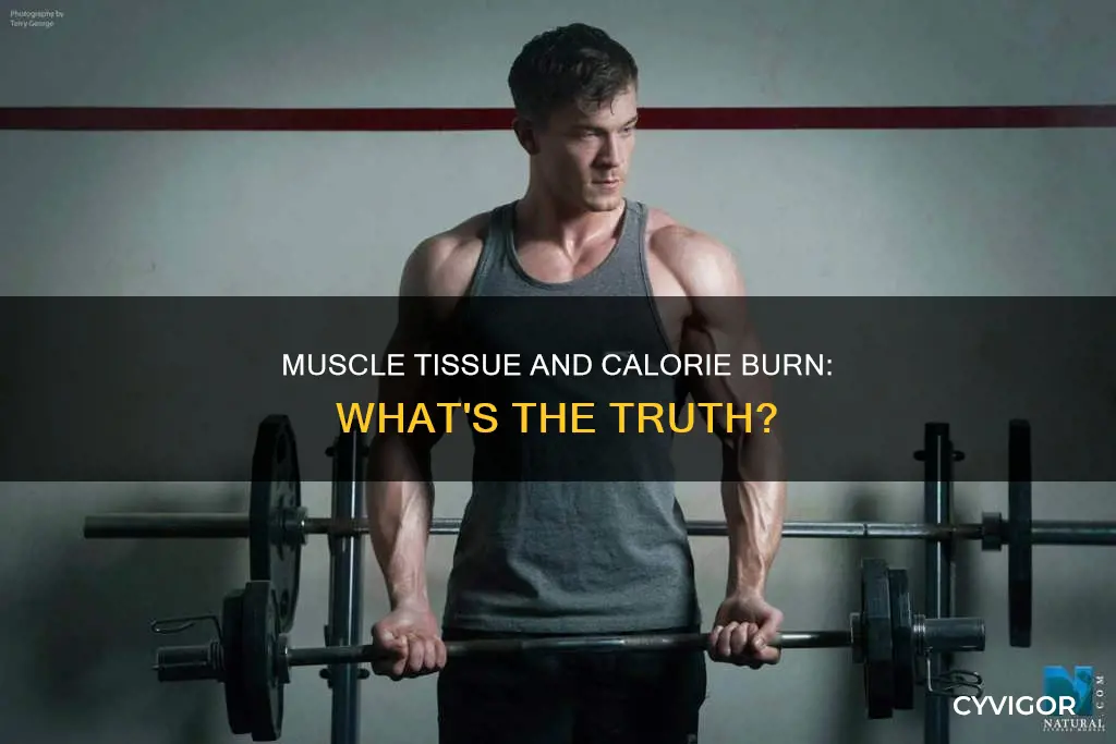 does muscle burn calories