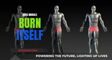 Muscle Metabolism: Burning Itself to Build Strength