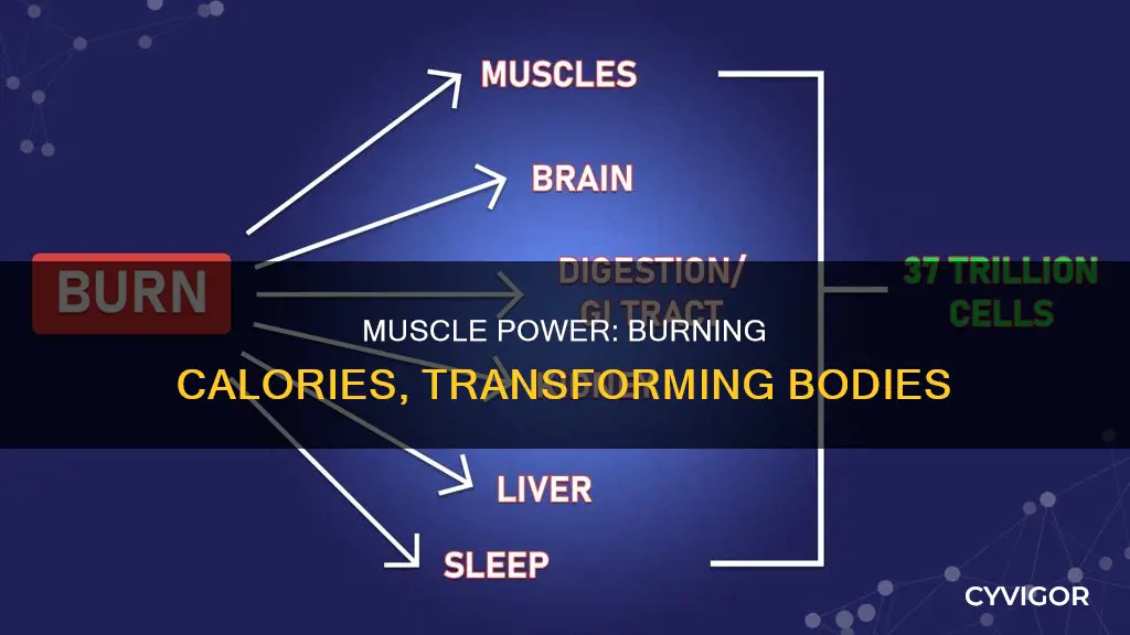 does muscle burn more calories