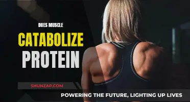 Muscle Metabolism: Protein Catabolism and Muscle Maintenance