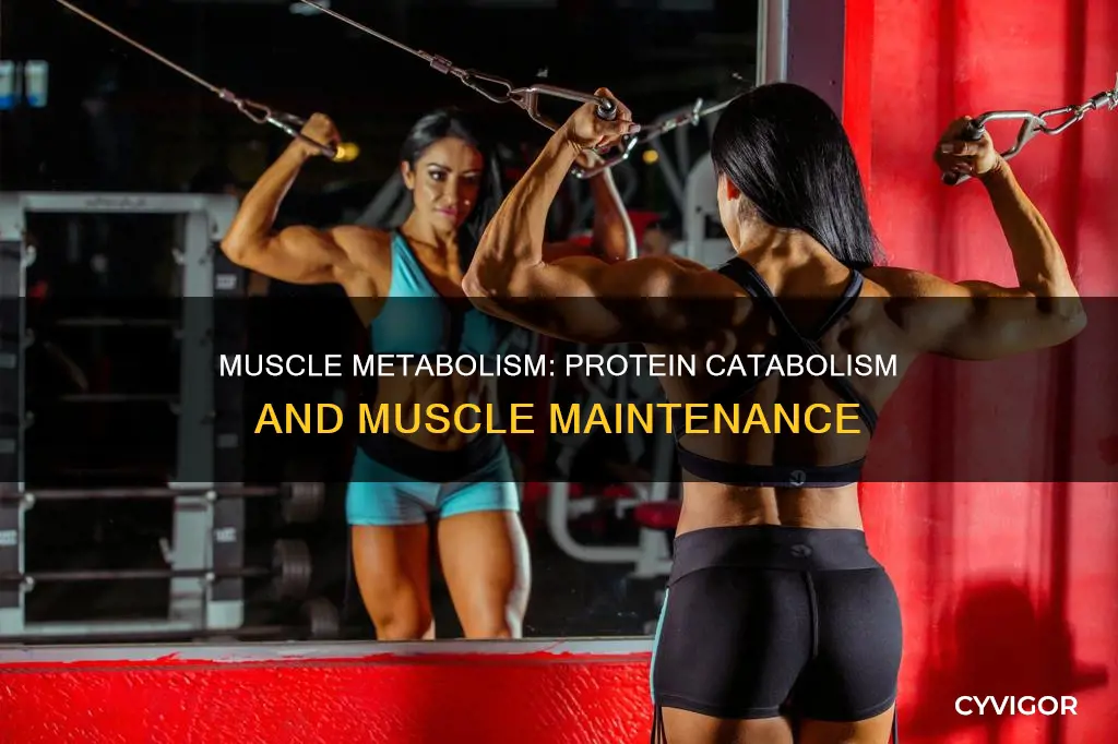 does muscle catabolize protein