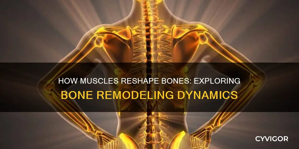 does muscle cause bone remodeling