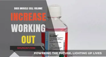 Does Working Out Increase Muscle Cell Volume? Exploring the Science
