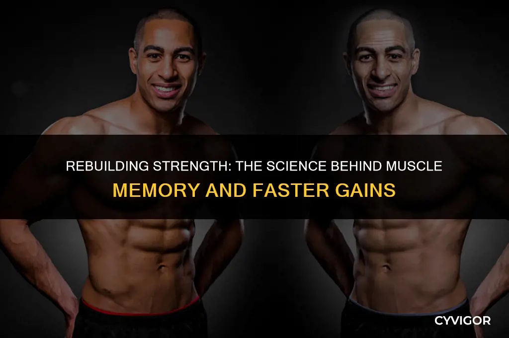 does muscle come back faster the second time