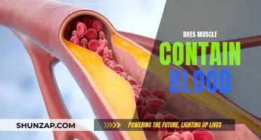 Muscle Tissue and Blood: What's the Connection?