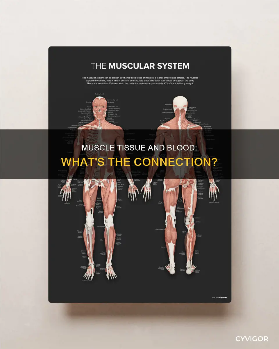 does muscle contain blood