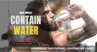 Muscle Hydration: Water Content in Muscles Explored