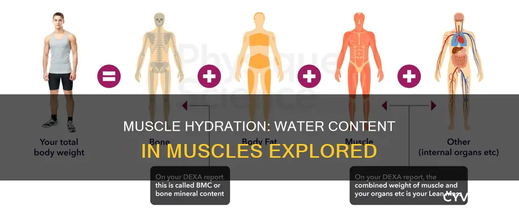 does muscle contain water