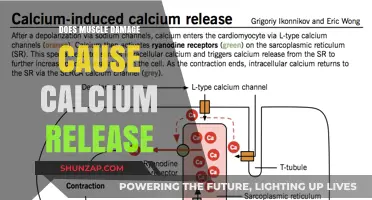 Muscle Damage and Calcium Release: What's the Link?