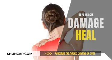 Muscle Damage: Can it Heal?