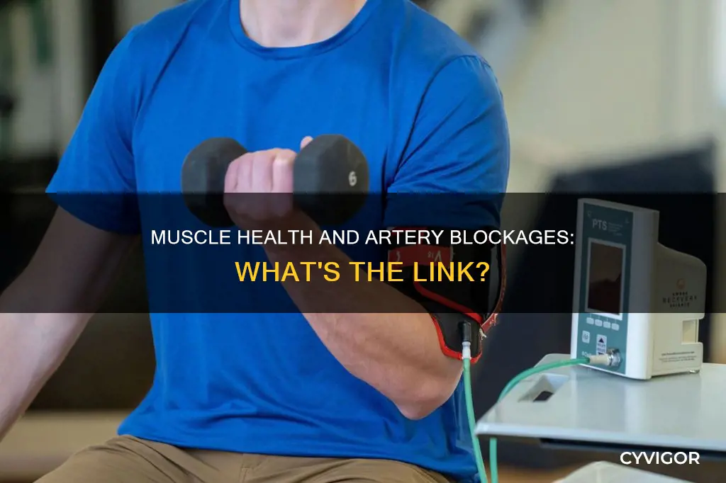 does muscle die arteries blocked