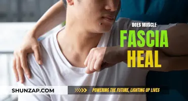 Muscle Fascia Healing: What You Need to Know