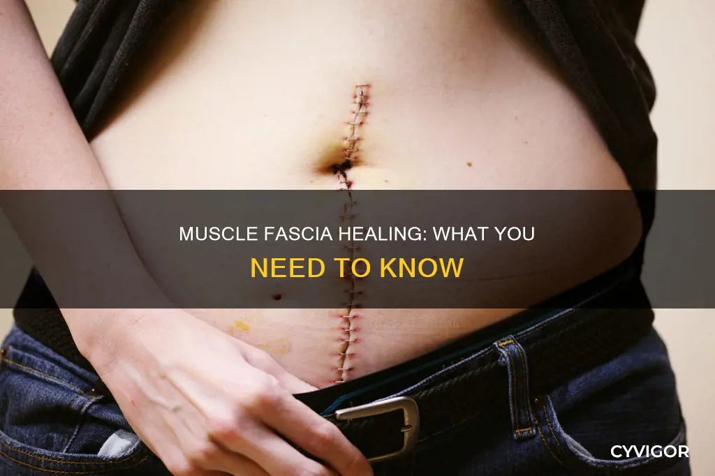 does muscle fascia heal