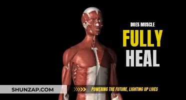 Muscle Healing: Is Full Recovery Possible?
