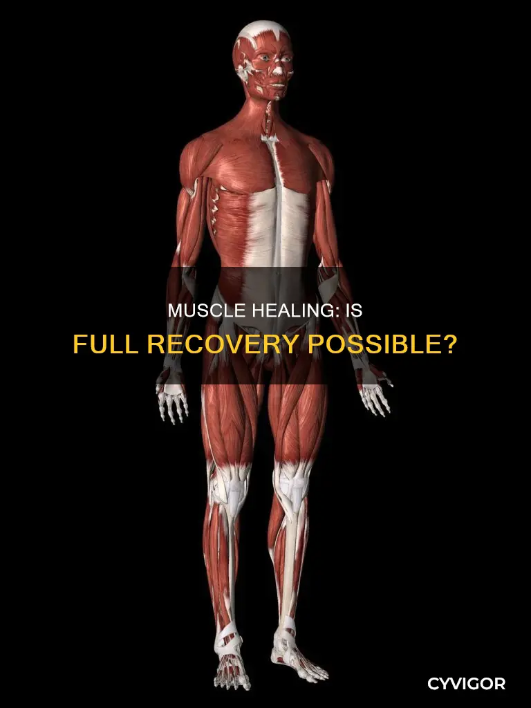 does muscle fully heal
