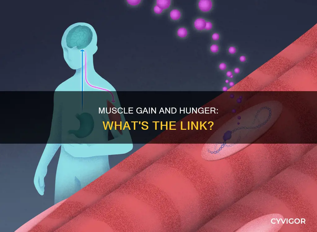 does muscle gain cause hunger