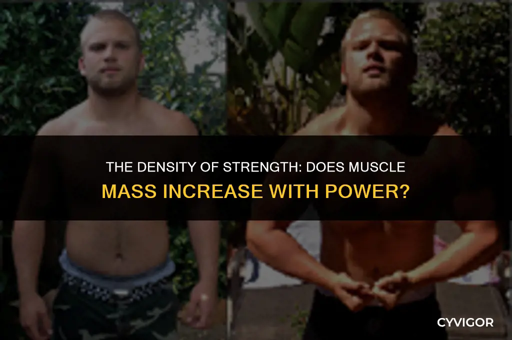 does muscle get heavier the stronger it is