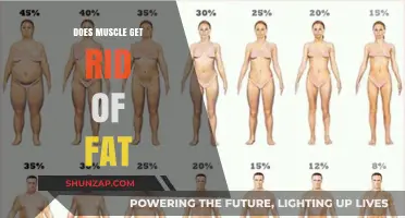 Debunking Myths: How Muscle Mass Affects Body Fat