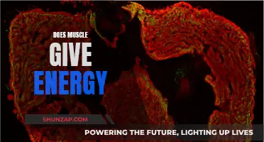 Muscle Power: Energy Source or Energy Drain?