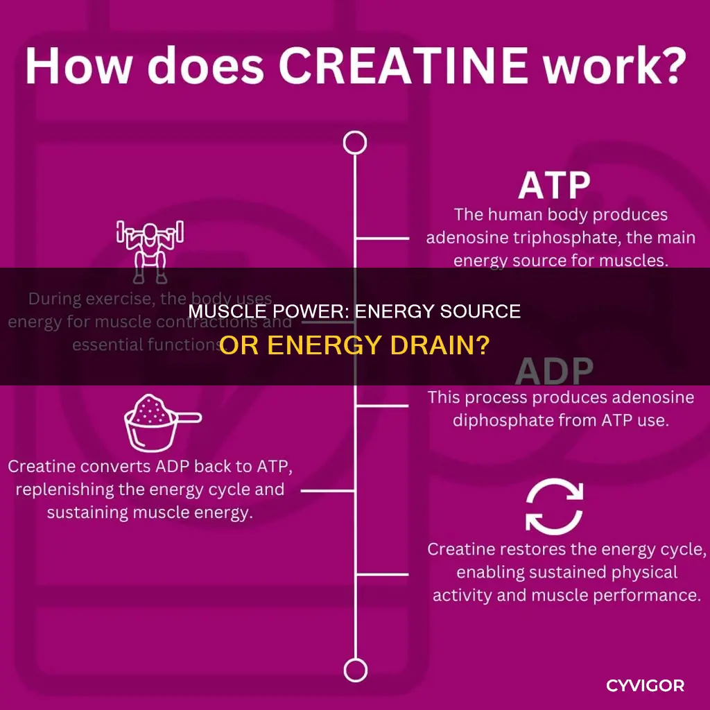 does muscle give energy