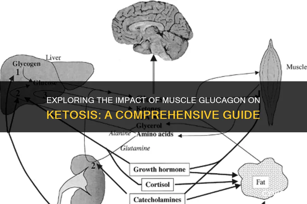 does muscle glucagon affect ketosis