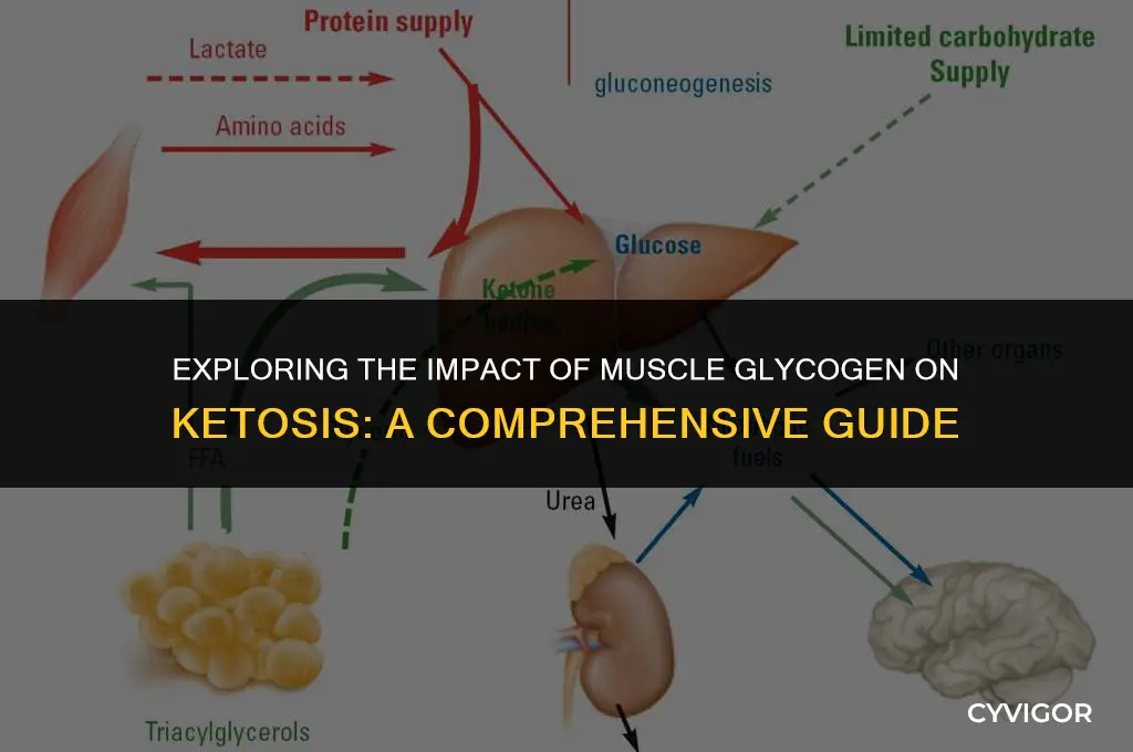 does muscle glycogen affect ketosis