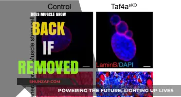 Regenerating Strength: Can Muscle Tissue Grow Back After Removal?