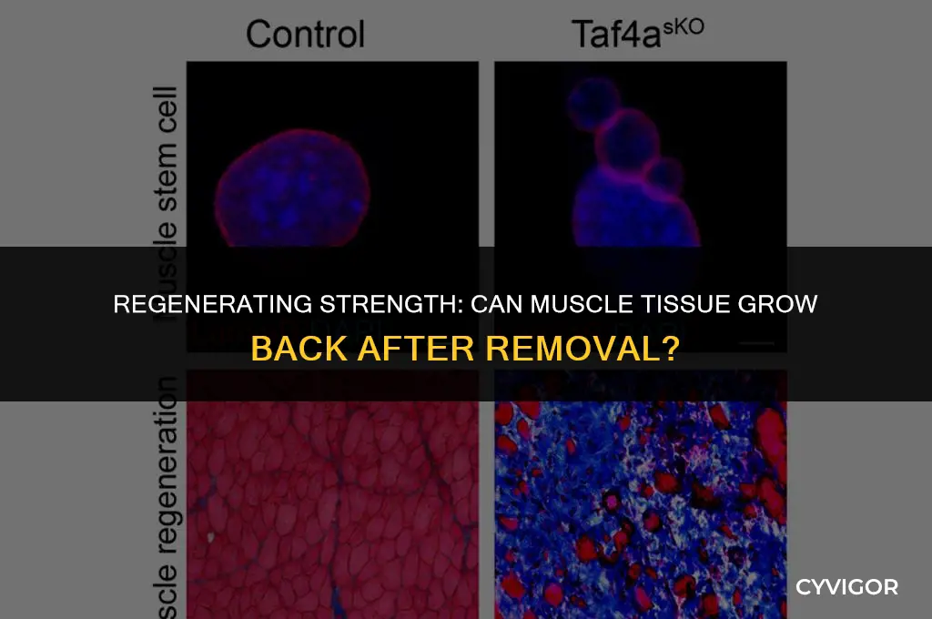 does muscle grow back if removed