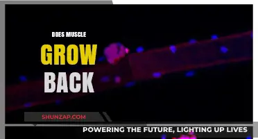 Rebuilding Strength: The Science Behind Muscle Regeneration and Growth