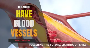 Muscle and Blood Vessels: What's the Connection?