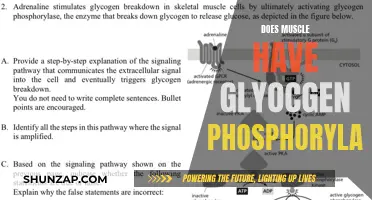 Muscle Glycogen Phosphorylase: What's Its Role in Muscle Function?