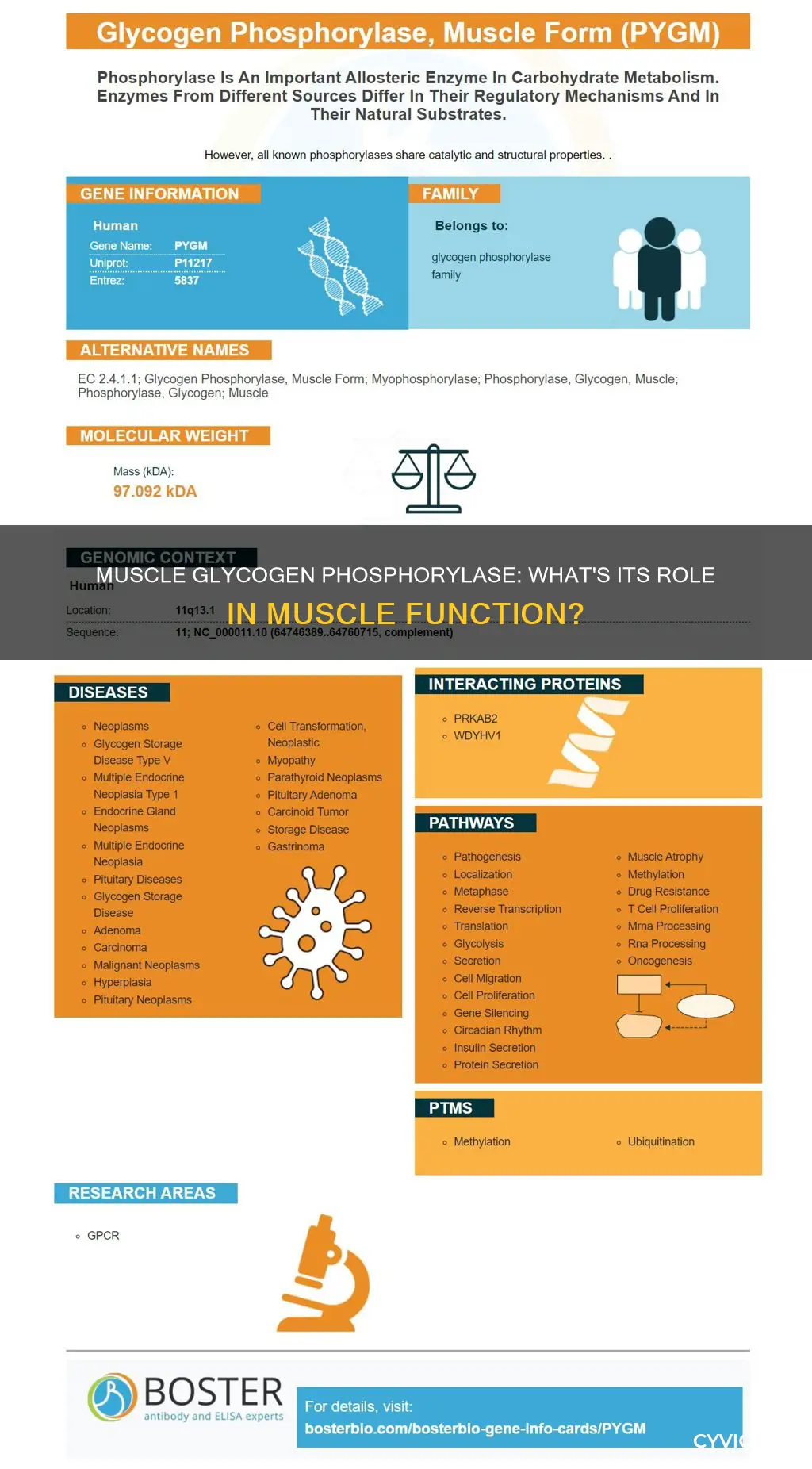 does muscle have glyocgen phosphorylase