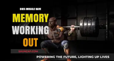 Muscle Memory Unveiled: How Past Workouts Shape Future Fitness Gains