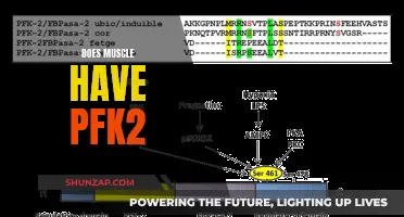 Muscle Metabolism: PFK2 Enzyme and Its Role