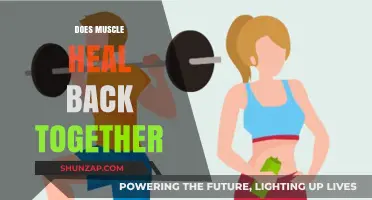 Understanding Muscle Recovery: How Your Body Heals Itself