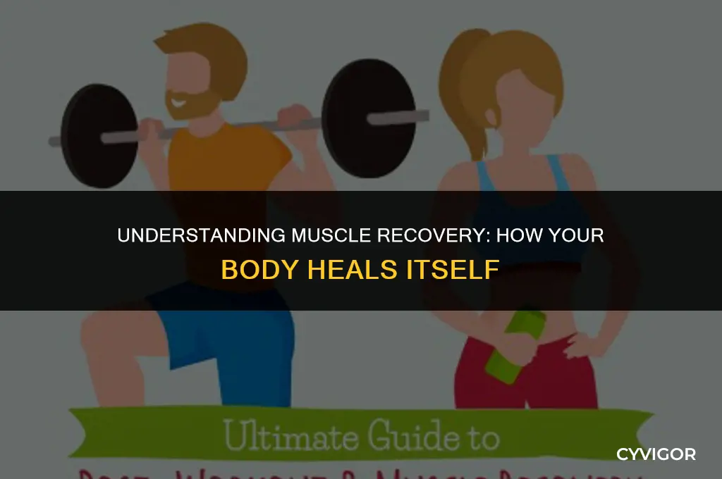 does muscle heal back together